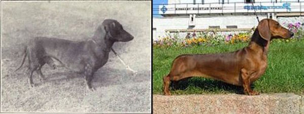 Perro Salchicha
